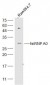 hnRNP A0 Polyclonal Antibody